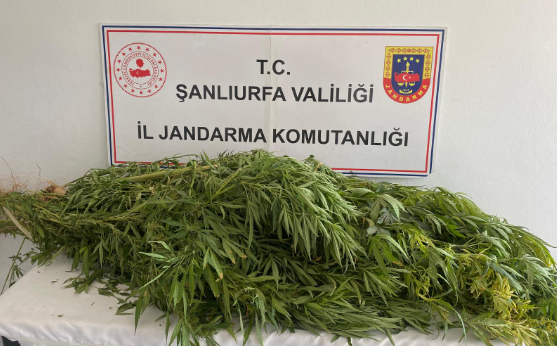 Kenevir Operasyonu Viranşehir
